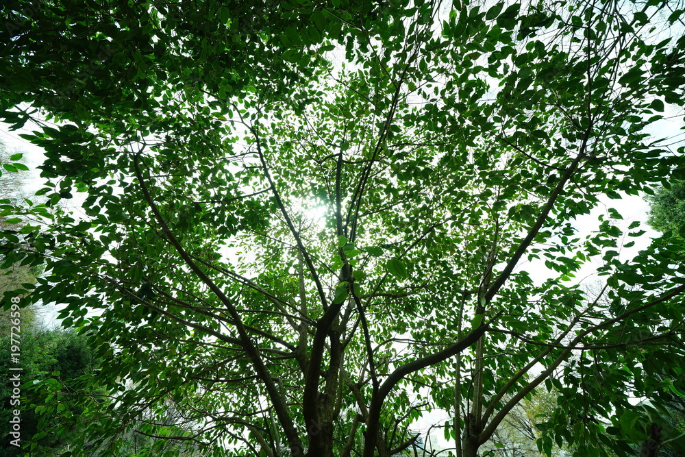 公園の木と光 公園の木と光