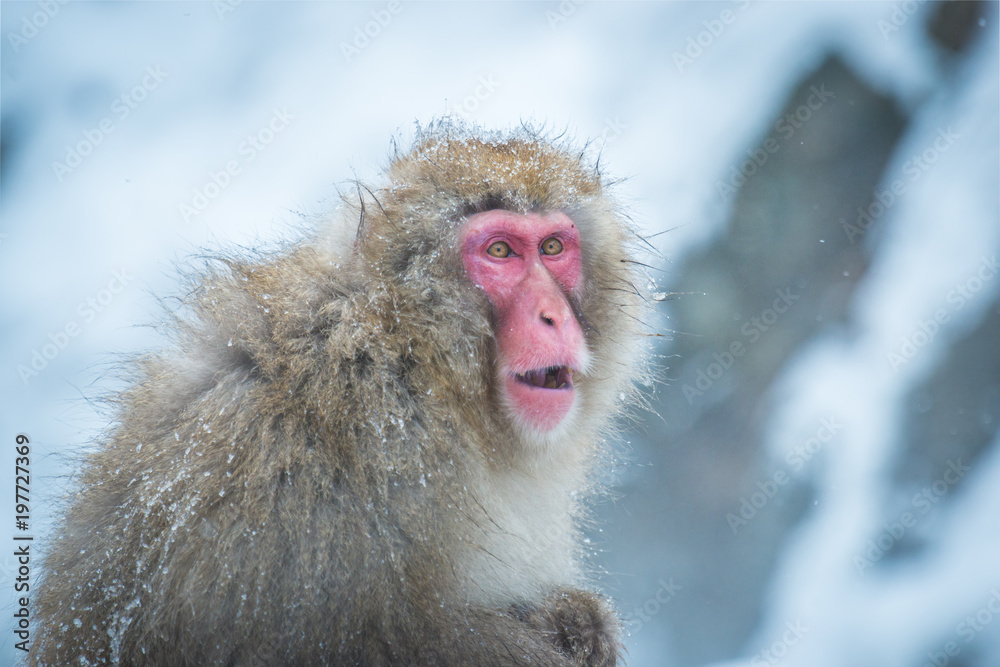 Naklejka premium Snow monkey, Nagano, Japan.