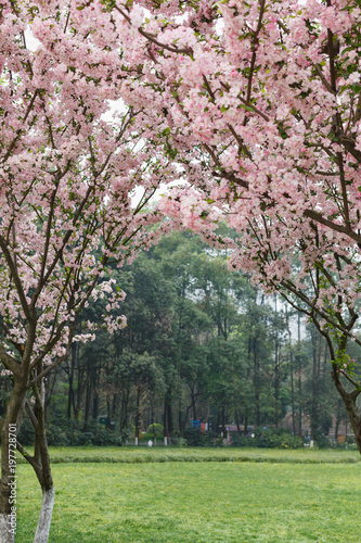 Crimson cherry blossoms