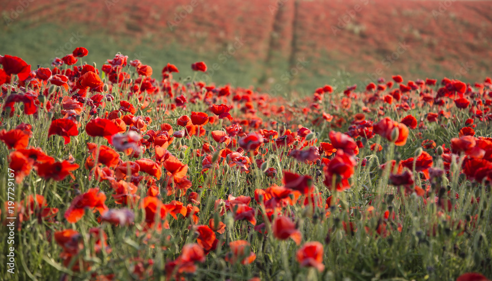 Stunning poppy field landscape at sunset on South Downs