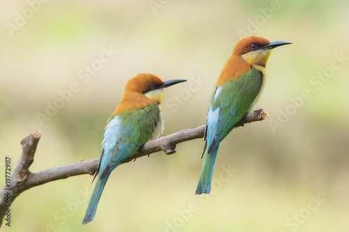 Pair of Chestnut-headed bee-eaters or Merops leschenaulti perching on tree branch , Thailand