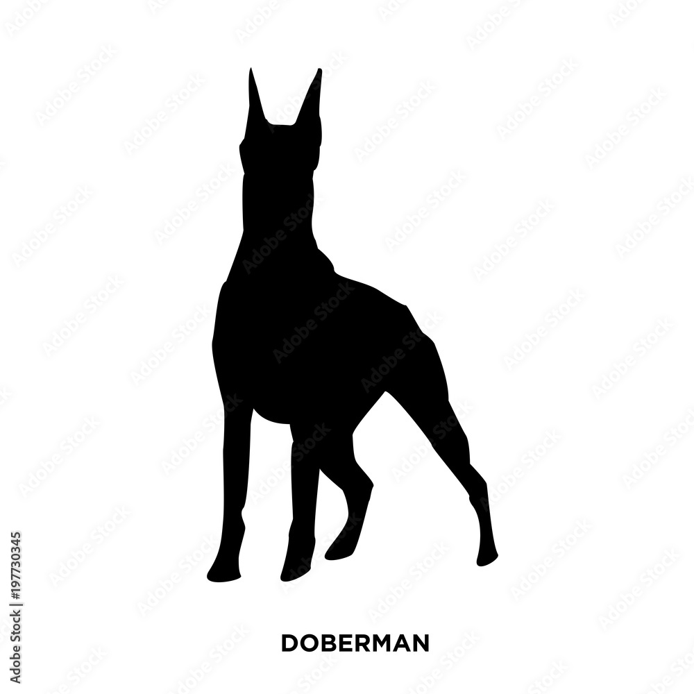 Fototapeta premium doberman silhouette on white background