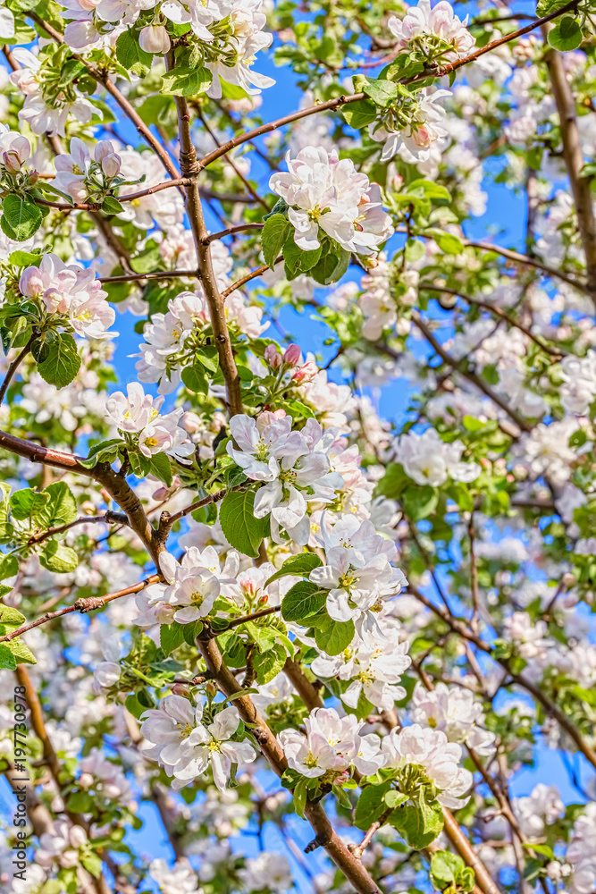 Flowering branches of apple-tree in a spring Flowering branches of apple-tree in a spring