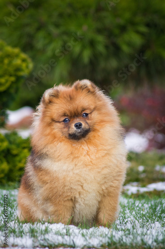 Fototapeta Naklejka Na Ścianę i Meble -  Pomeranian dog posing outside.