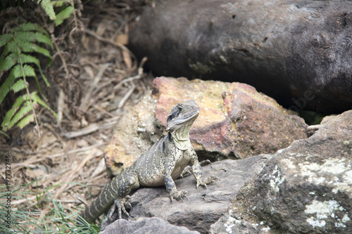 australia zoo 3