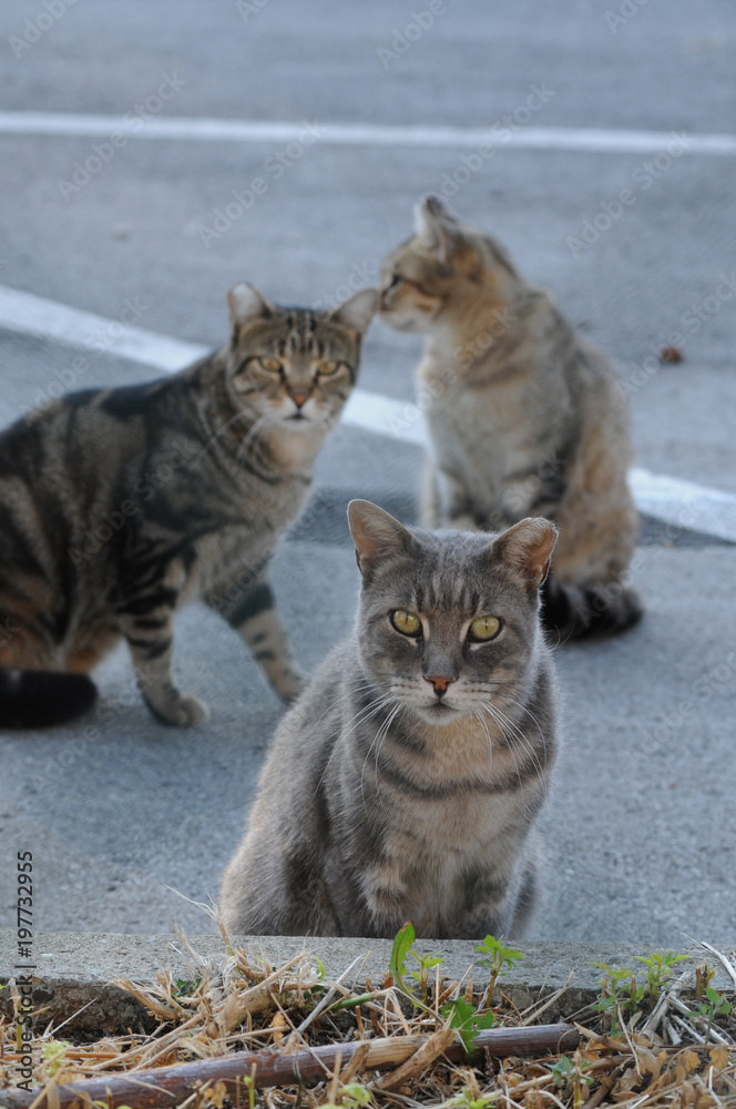 イタリアの自由猫たち