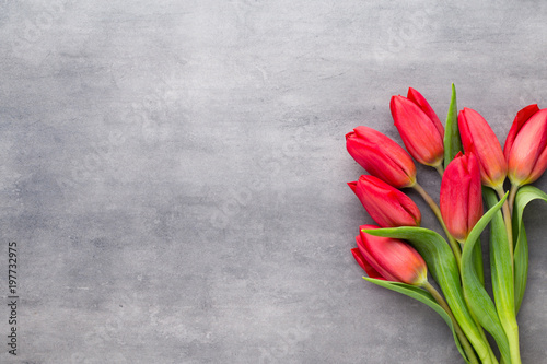 Multicolored spring flowers, tulip on a gray background. #197732975