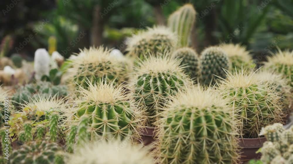 View of cactuses for seedling in greenhouse 4K View of cactuses for seedling in greenhouse 4K