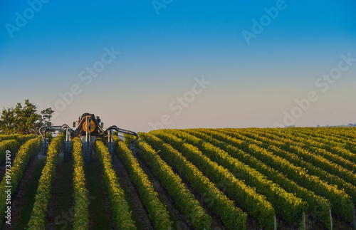 Vineyard landscape-Spraying of grapevines-Vineyard south west of photo
