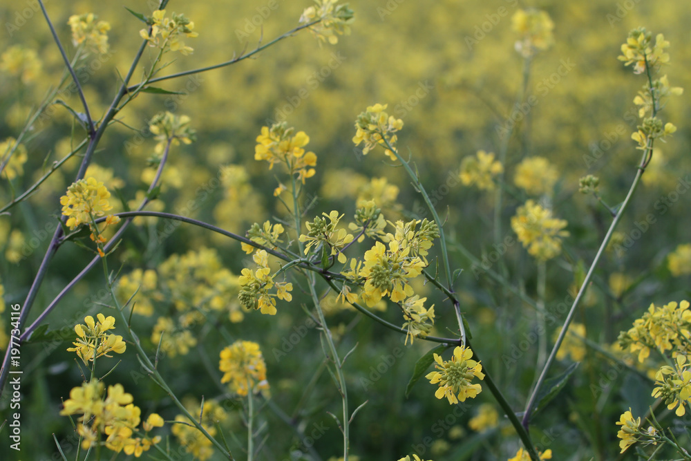 Fototapeta premium Hardal bitkisi