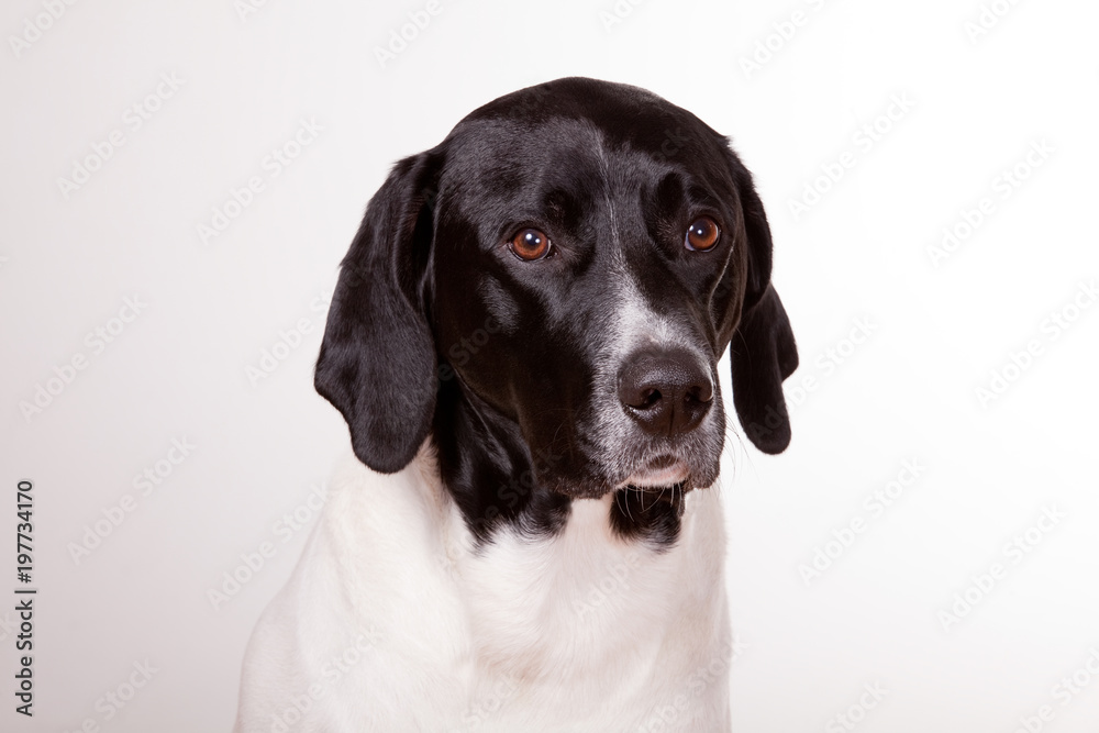 großer junger Hund mit weißem Fell und schwarzem Kopf (Portrait)