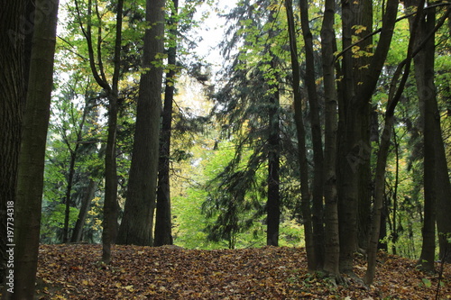  majestic forest  trunks of trees