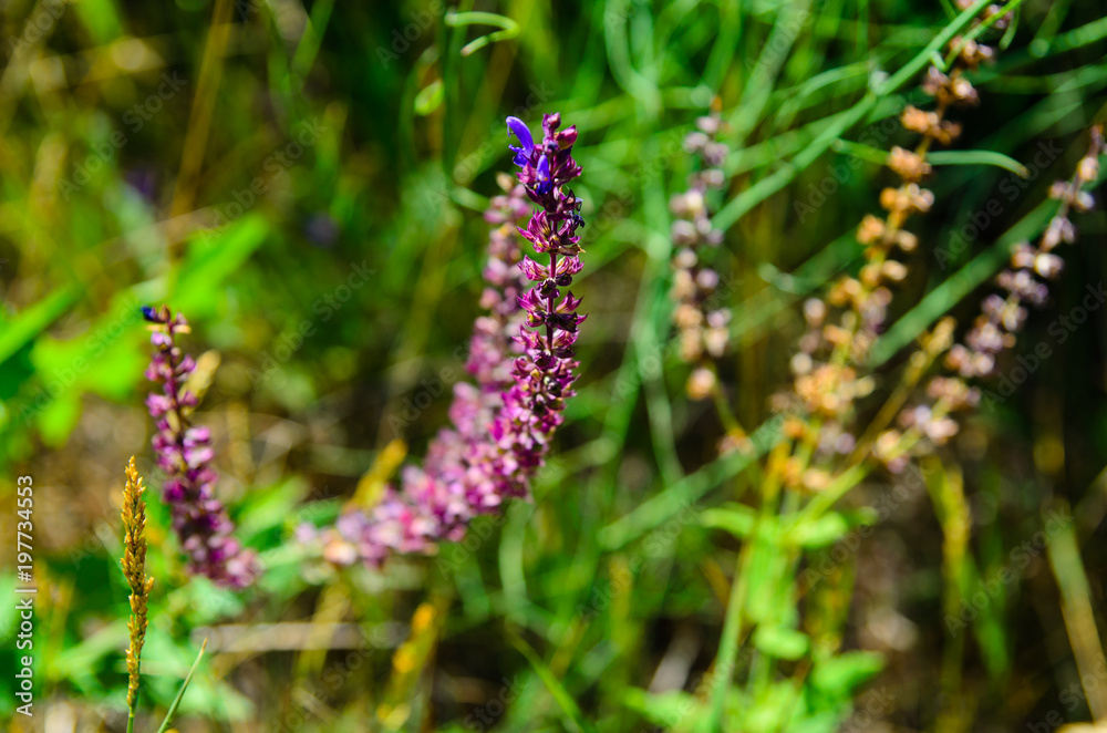 Salvia flowers on meadow on summer Salvia flowers on meadow on summer