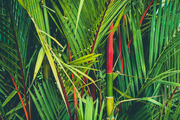 Wandcirkels Palmboom Lipstick palm met rode stam  © hanohiki