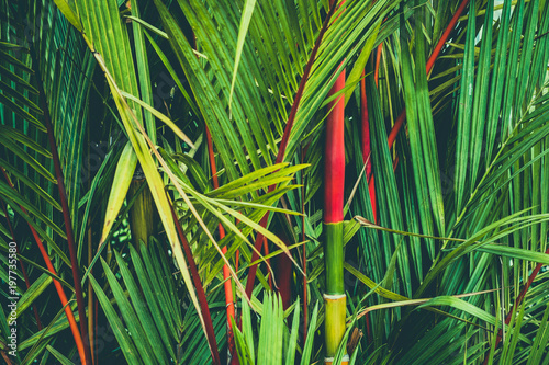 palm tree with red strem, sealing wax palm a.k.a. lipstick palm photo