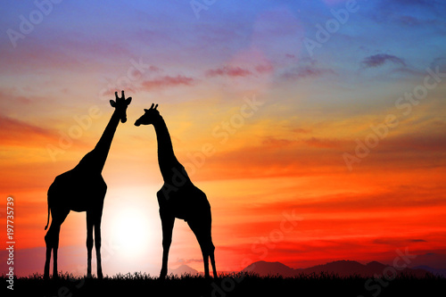  silhouette Giraffe against red sun at sunset