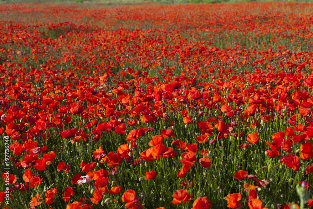 Spring day, field, red poppy