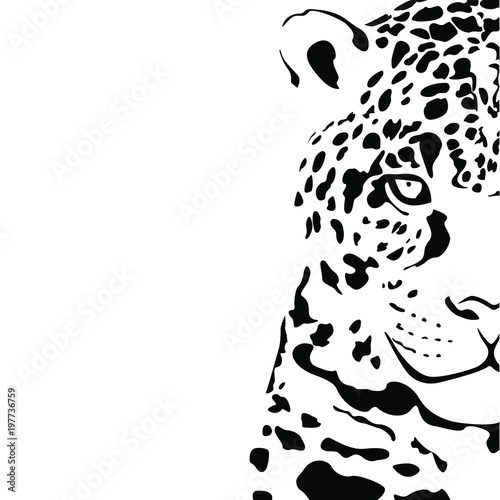 Black and white vector sketch of a half of a head of a Jaguar. Illustration for your design.
