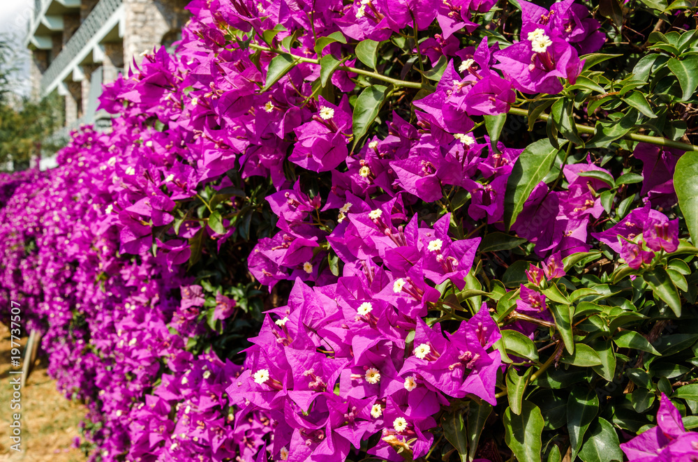 Flowers bushes shrubs of the rose pink violet purple plants tropical background of the city wild nature summer Flowers bushes shrubs of the rose pink violet purple plants tropical background of the city wild nature summer