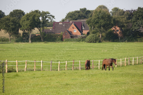 two young horses on pasture