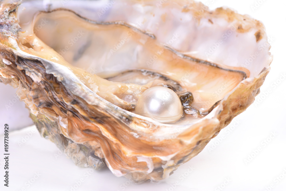 Pearl oyster Pearl oyster