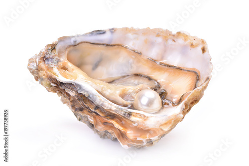 Pearl oyster
