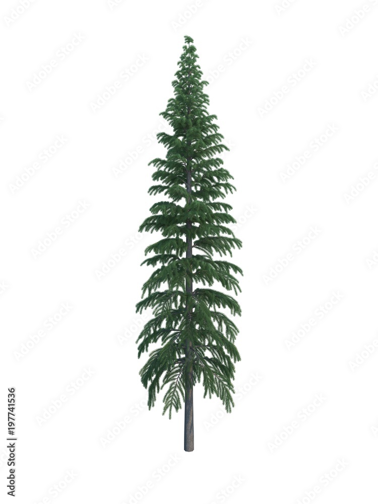 tree fir tree fir