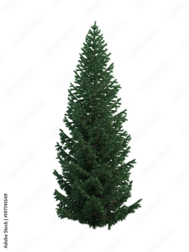Fototapeta premium tree fir