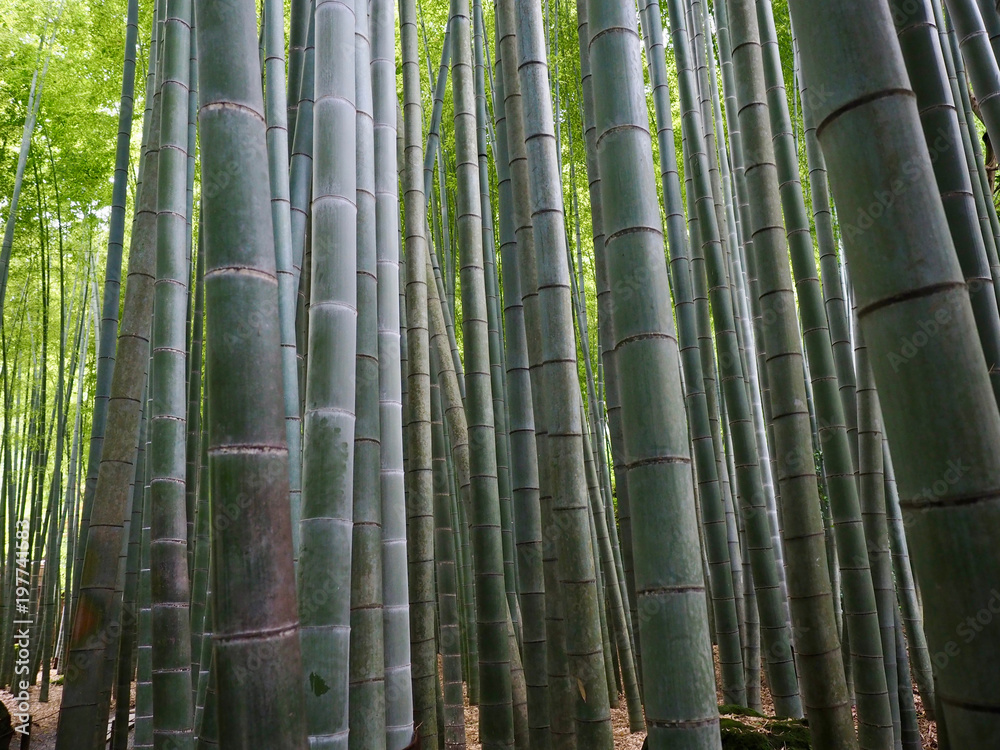 Hintergrund Bambus Wald