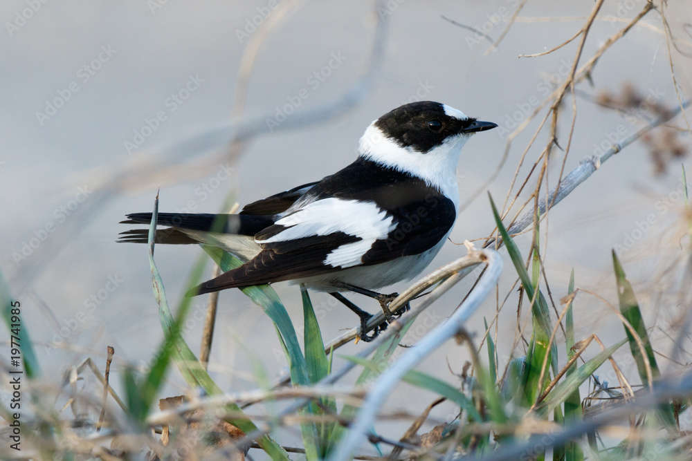 Fototapeta premium Collared Flycatcher (Ficedula albicollis)
