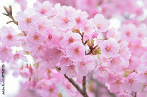 Macro texture of Japanese Pink Cherry Blossoms in horizontal frame