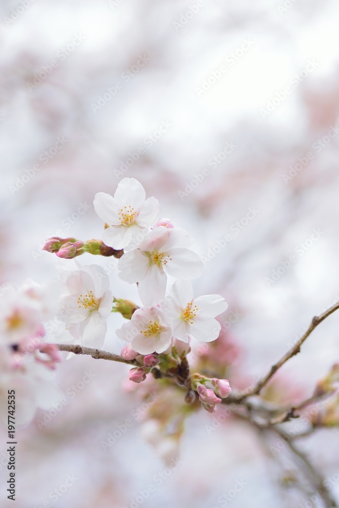 Macro details of Japanese White Yoshino Cherry Blossoms in vertical frame