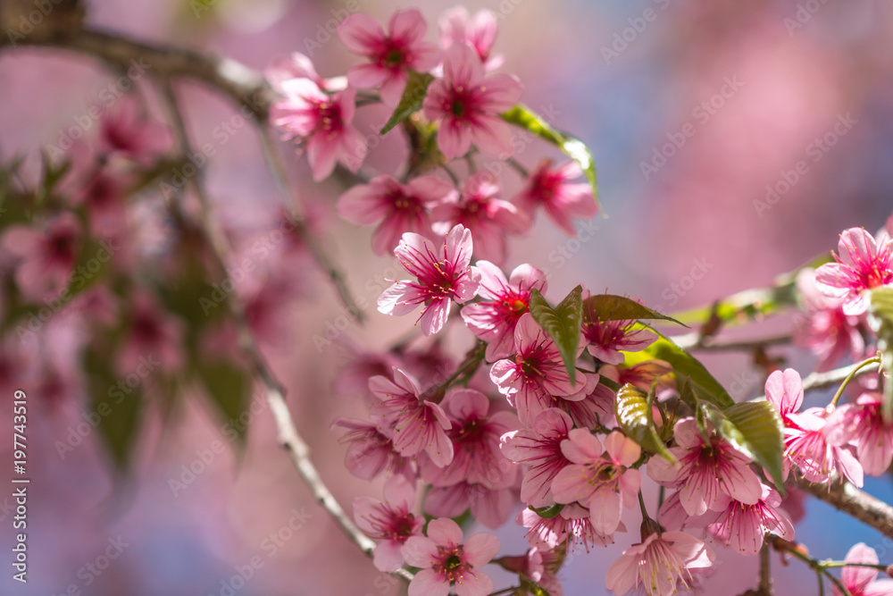 sakura Thailand