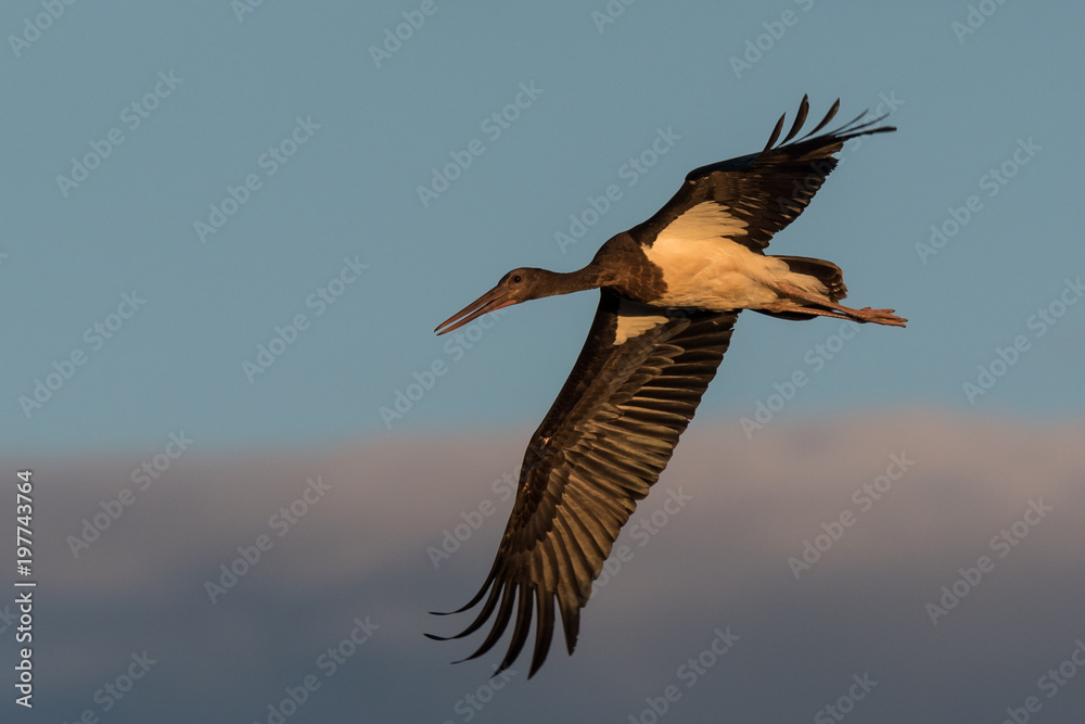 Obraz premium juvenile black stork Ciconia nigra