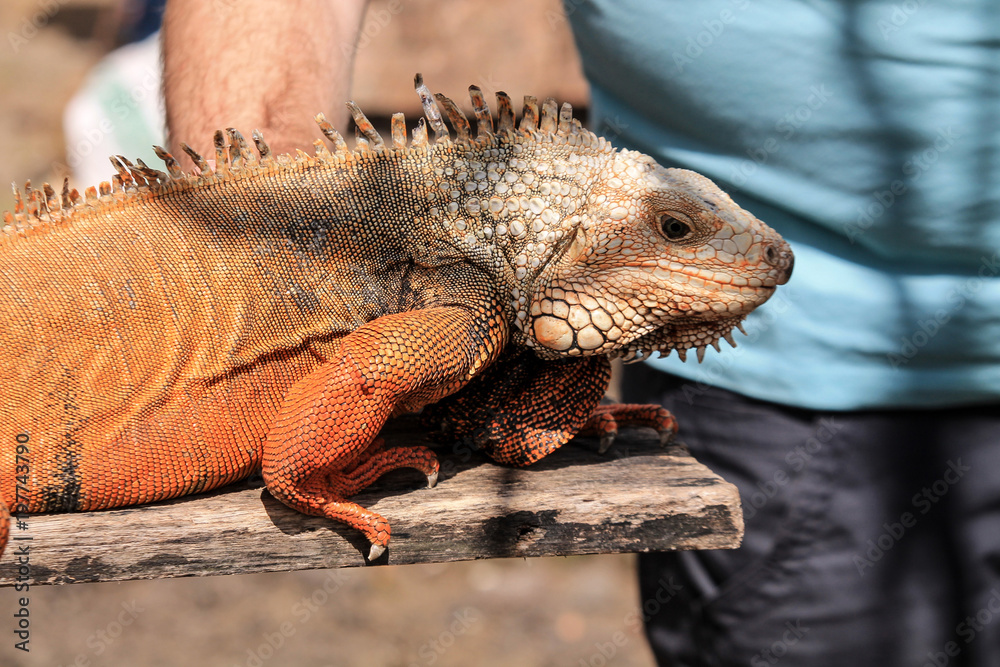Fototapeta premium Iguana