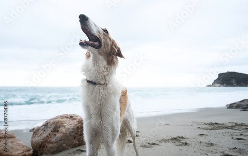 White and brown happy Borzoi portrait on the beach