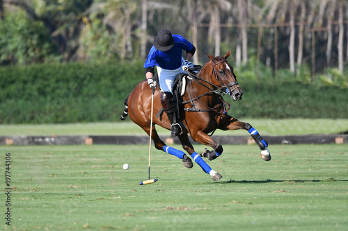 Photography Horse polo player use a mallet hit ball