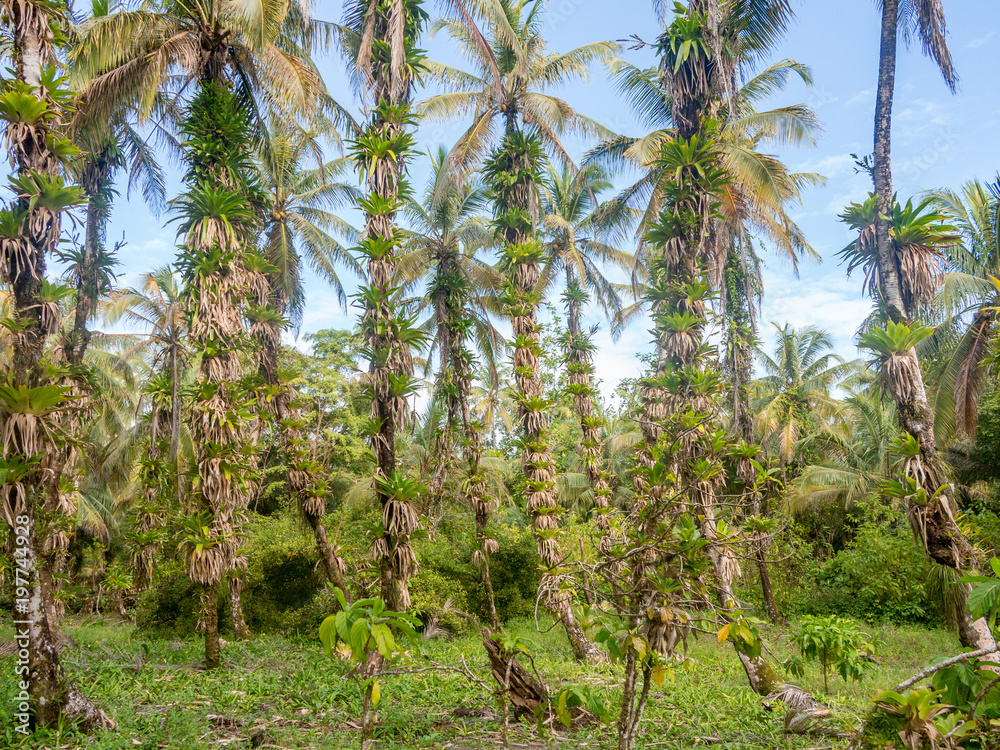 Palm trees covered with orchids, Panama, Boca del Toros.