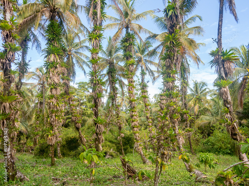 Palm trees covered with orchids, Panama, Boca del Toros. Palm trees covered with orchids, Panama, Boca del Toros.