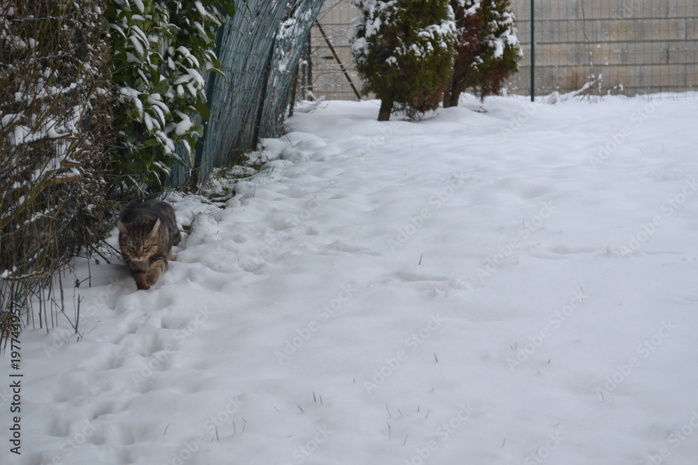 Cat walking in snow