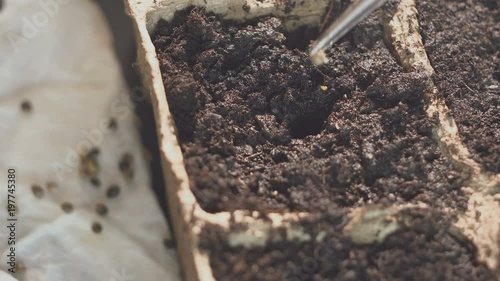 Wallpaper Mural A man's hand puts seeds in the soil. Professional growing of seedlings inside. Torontodigital.ca