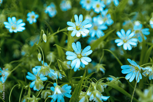 field of daisy flowers