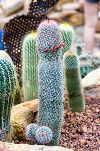 Cactus in the garden