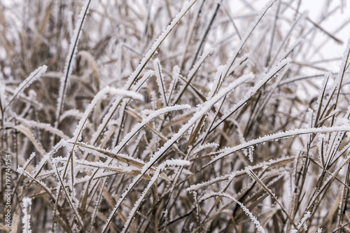 frozen grass on a meadow, covered with ice crystals in winter in the mountains