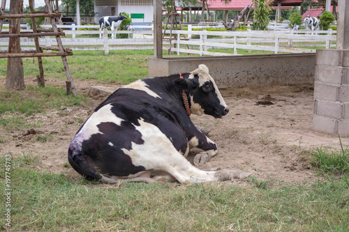 milk cow are living in farm