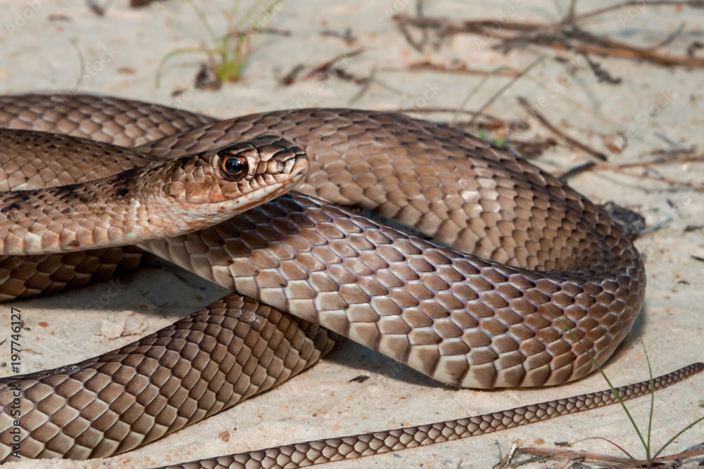 Fototapeta premium Eastern Coachwhip (Masticophis flagellum flagellum)