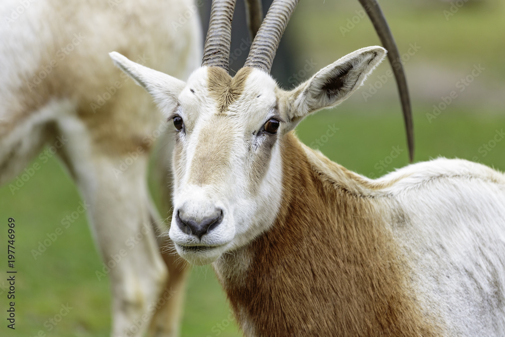 the Sahara oryx the Sahara oryx