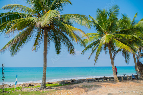 March 4, 2018. Sri Lanka. Palm trees on the ocean.