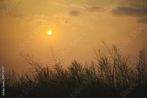 Grass flower on sunset blur background