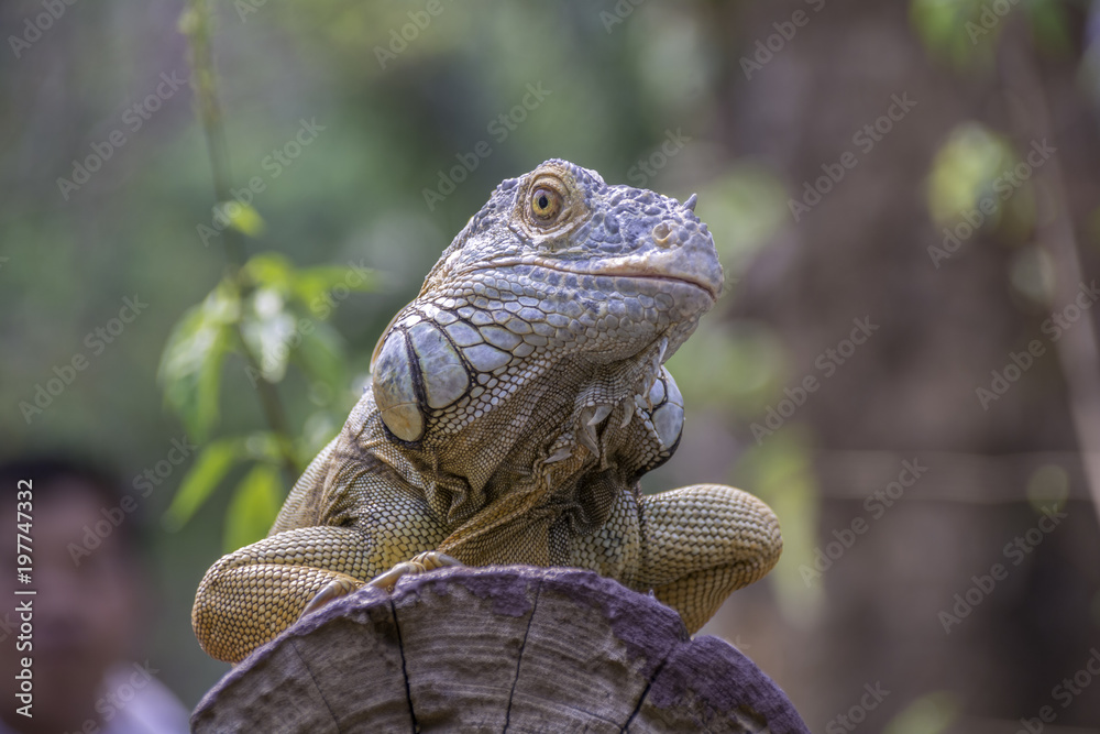 Iguana is on a timber. Iguana is on a timber.